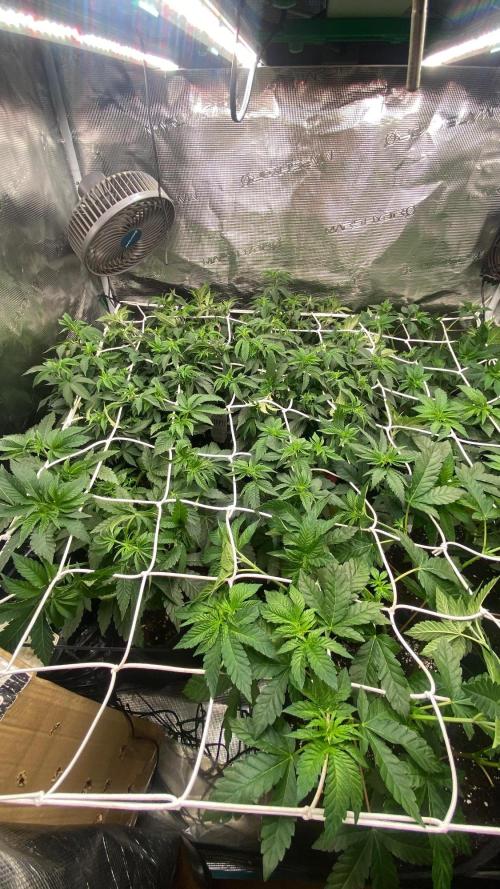 Deep Chunk Clones 1/2 BIOTABS. Week 3