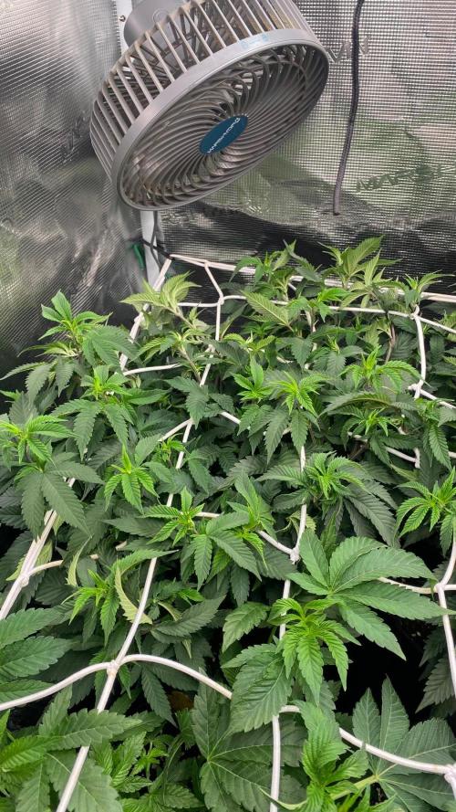Deep Chunk Clones 1/2 BIOTABS. Week 3