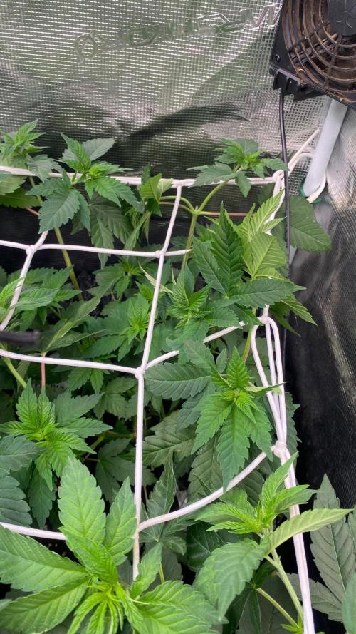 Crunch - World Breeders - BIOTABS. Week 3