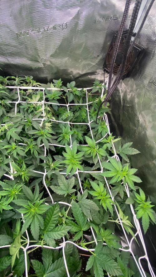 Crunch - World Breeders - BIOTABS. Week 3