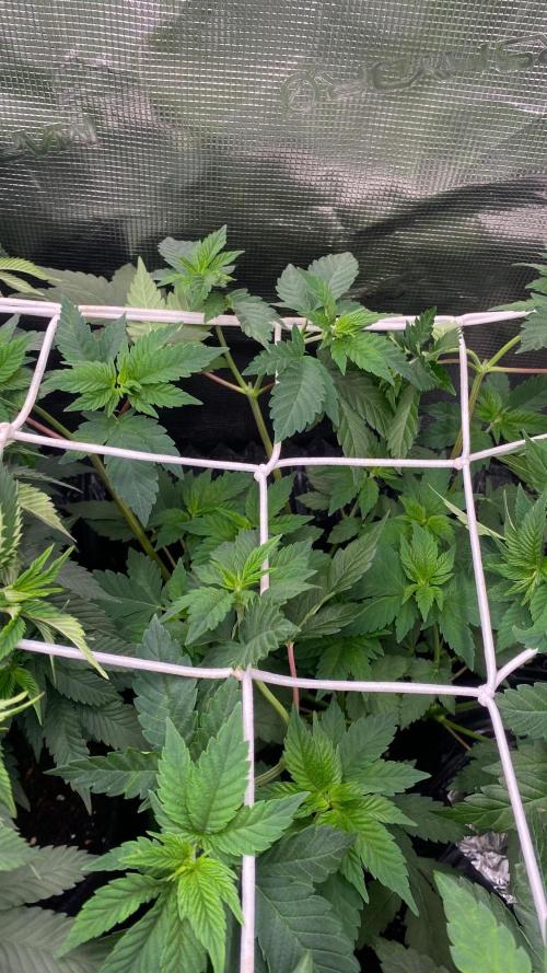 Crunch - World Breeders - BIOTABS. Week 3