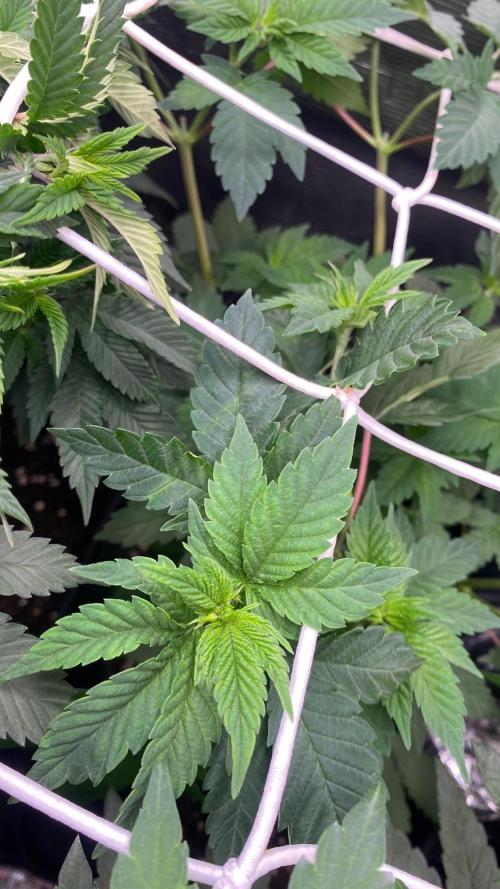Crunch - World Breeders - BIOTABS. Week 3