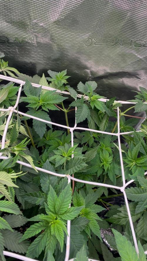 Crunch - World Breeders - BIOTABS. Week 3