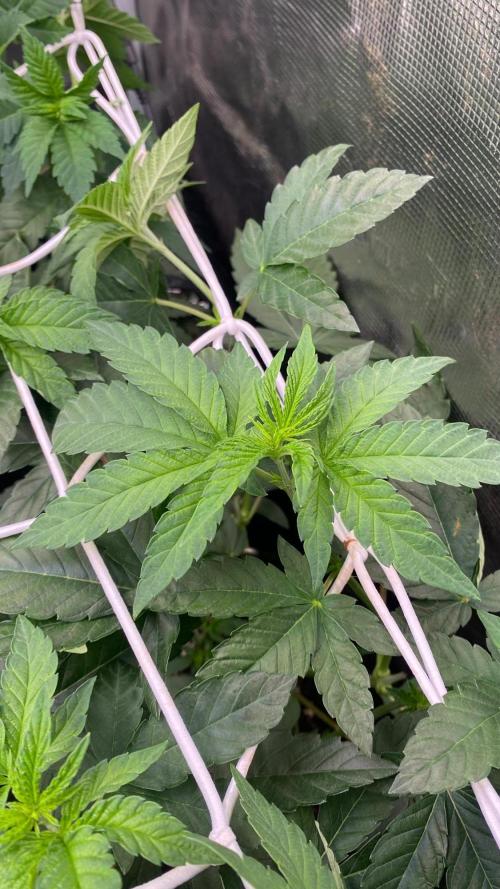 Z42 - Fastbuds - Biotabs. Week 3