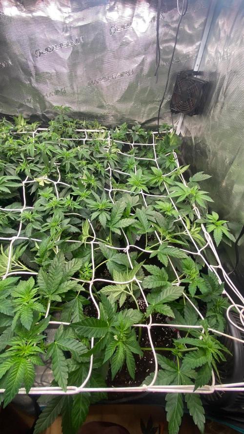 Z42 - Fastbuds - Biotabs. Week 3