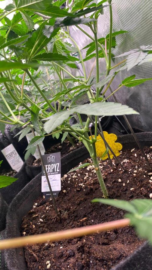 Z42 - Fastbuds - Biotabs. Week 3