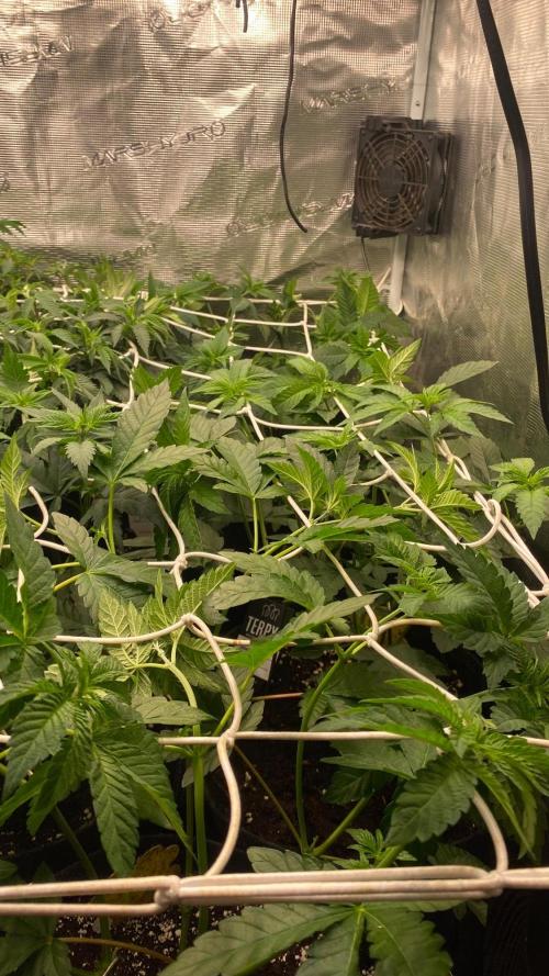 Z42 - Fastbuds - Biotabs. Week 3