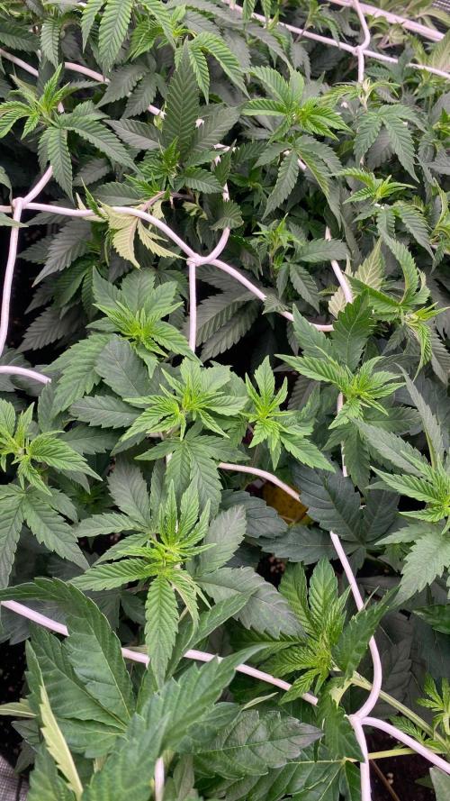 BF INSANE OG - BIOTABS GROW. Week 3
