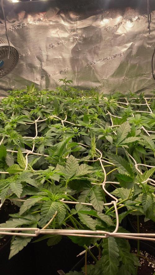 BF INSANE OG - BIOTABS GROW. Week 3