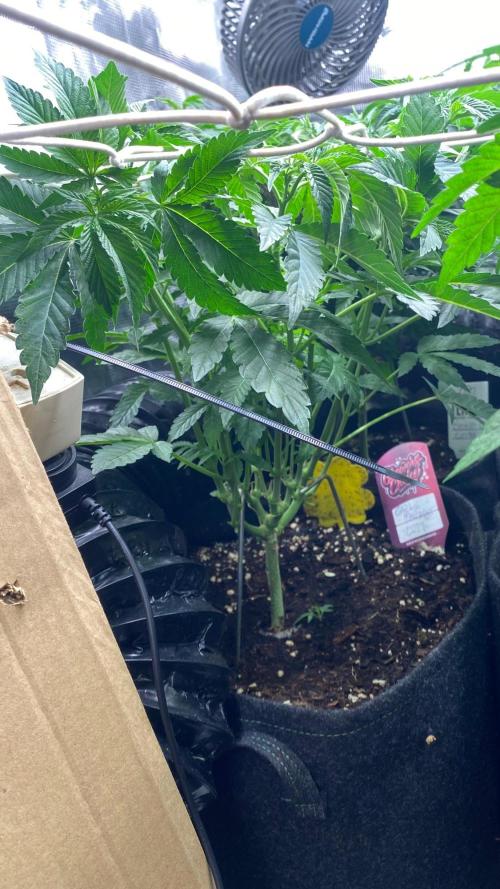 Diips Garlic Mint Sherbert BIOTABS. Week 3