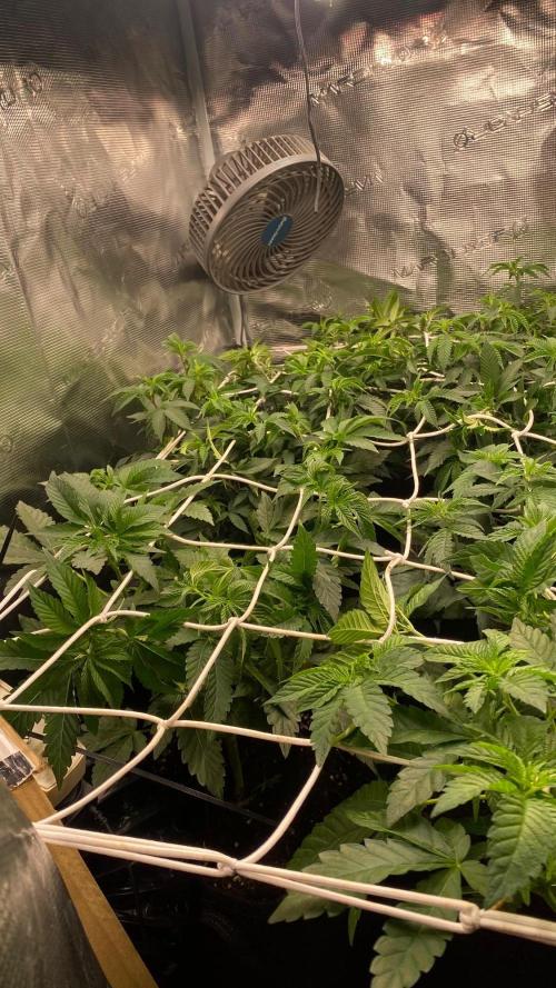 Diips Garlic Mint Sherbert BIOTABS. Week 3