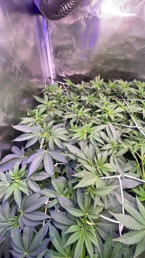 6 STRAINS, 7 PLANTS - SCROG - BIOTABS. Week 1