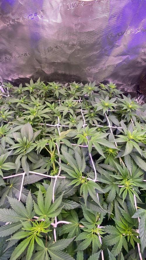 6 STRAINS, 7 PLANTS - SCROG - BIOTABS. Week 1