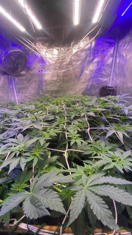 6 STRAINS, 7 PLANTS - SCROG - BIOTABS. Week 1