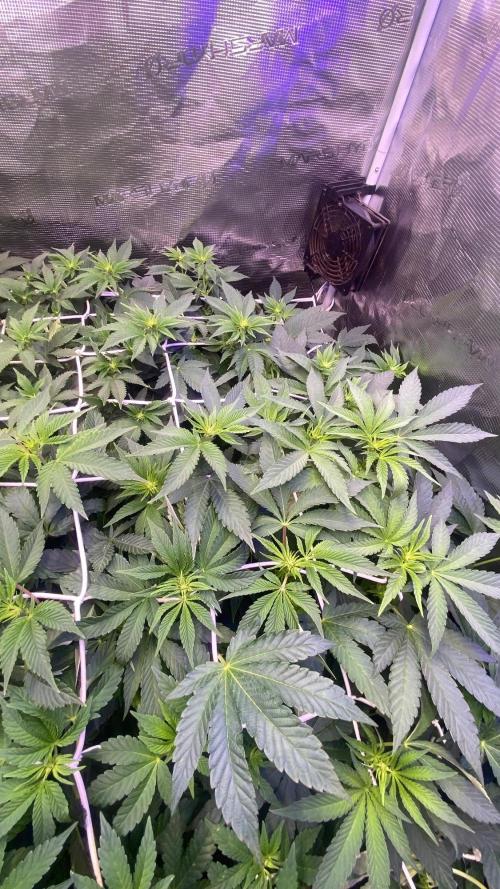 6 STRAINS, 7 PLANTS - SCROG - BIOTABS. Week 1