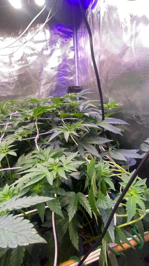 6 STRAINS, 7 PLANTS - SCROG - BIOTABS. Week 1