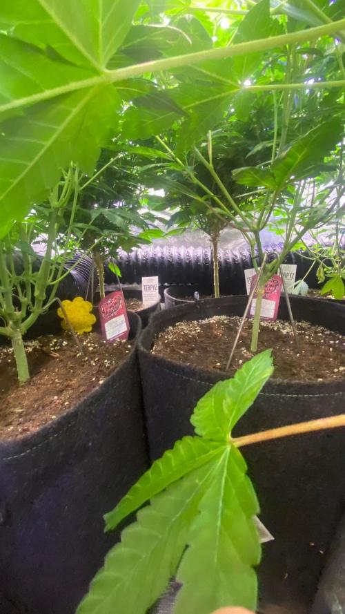 6 STRAINS, 7 PLANTS - SCROG - BIOTABS. Week 1