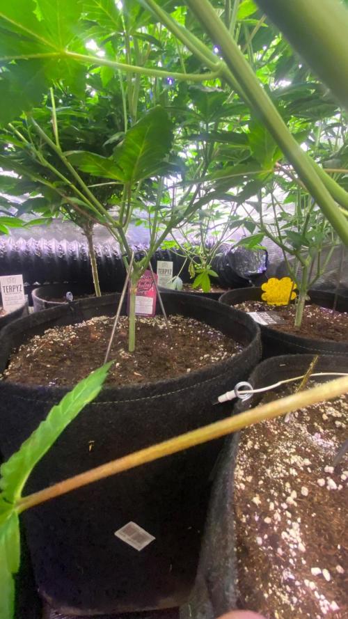 6 STRAINS, 7 PLANTS - SCROG - BIOTABS. Week 1