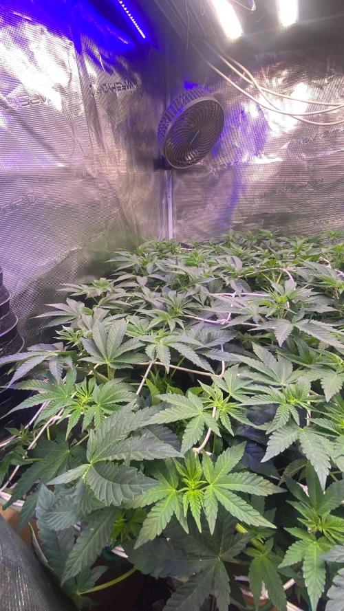 6 STRAINS, 7 PLANTS - SCROG - BIOTABS. Week 1