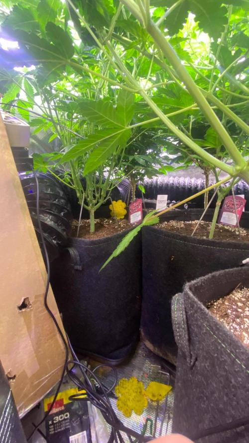 6 STRAINS, 7 PLANTS - SCROG - BIOTABS. Week 1