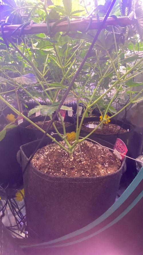 6 STRAINS, 7 PLANTS - SCROG - BIOTABS. Week 1