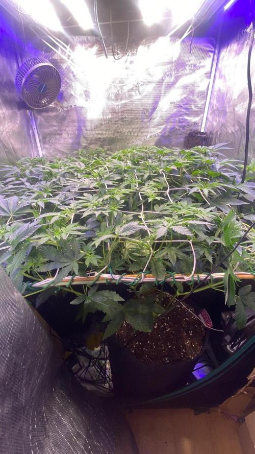 6 STRAINS, 7 PLANTS - SCROG - BIOTABS. Week 1
