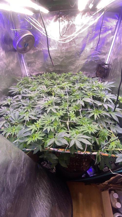 6 STRAINS, 7 PLANTS - SCROG - BIOTABS. Week 1