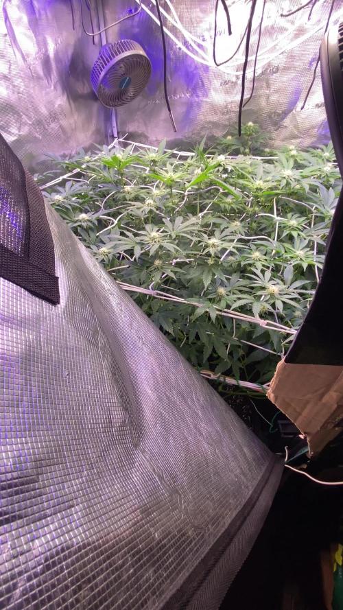 6 STRAINS, 7 PLANTS - SCROG - BIOTABS