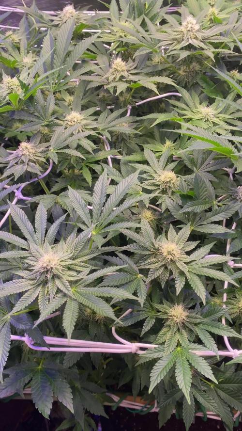 6 STRAINS, 7 PLANTS - SCROG - BIOTABS