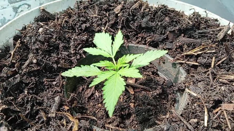 Mango Sapphire (sunlight light schedule)