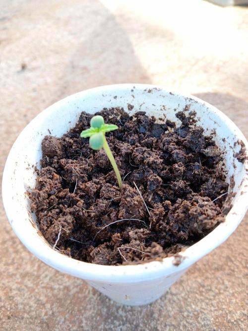 Black Pautang. Week 1