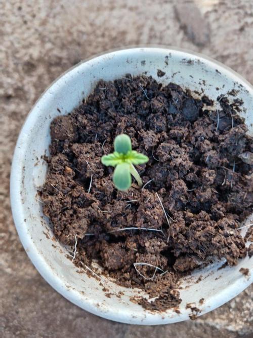 Black Pautang. Week 1