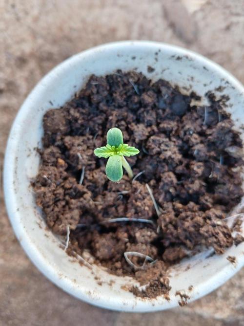 Black Pautang. Week 1