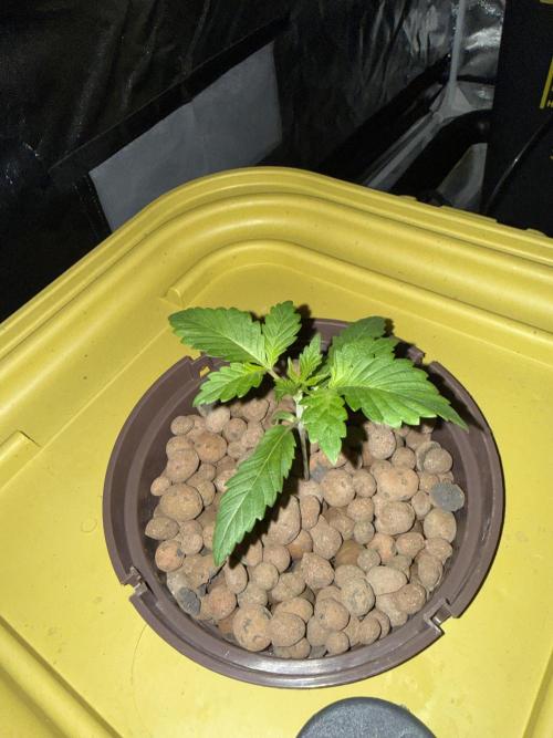S-Class SuperBoof. Week 1 - Baby#1