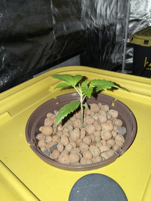 S-Class SuperBoof. Week 1 - Baby#1