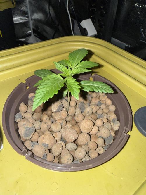 S-Class SuperBoof. Week 1 - Baby#2