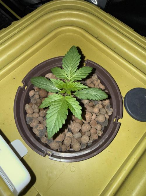 S-Class SuperBoof. Week 1 - Baby#2