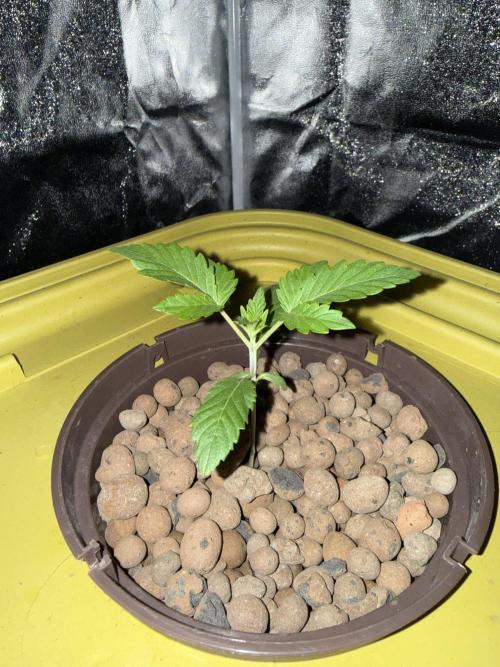 S-Class SuperBoof. Week 1 - Baby#3