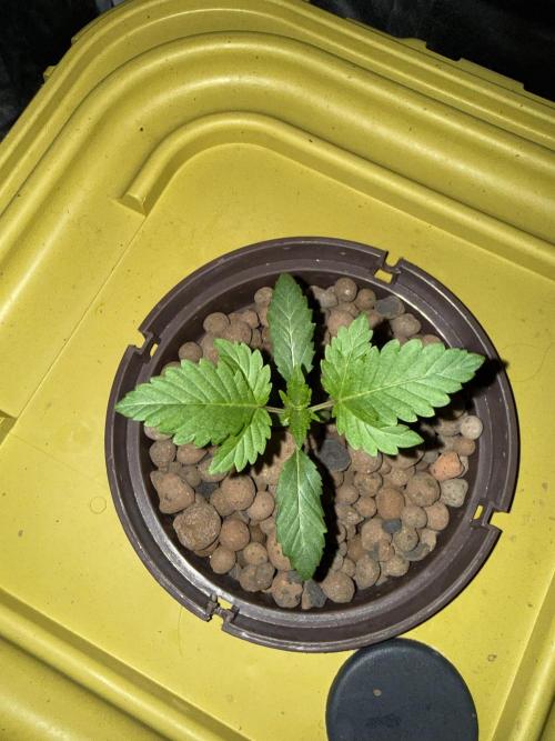 S-Class SuperBoof. Week 1 - Baby#3
