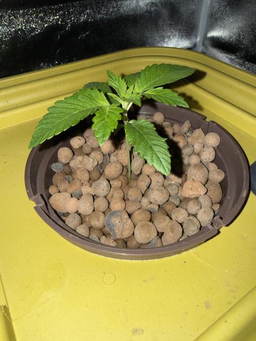 S-Class SuperBoof. Week 1 - Baby#4