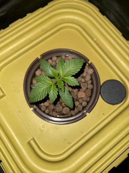 S-Class SuperBoof. Week 1 - Baby#4