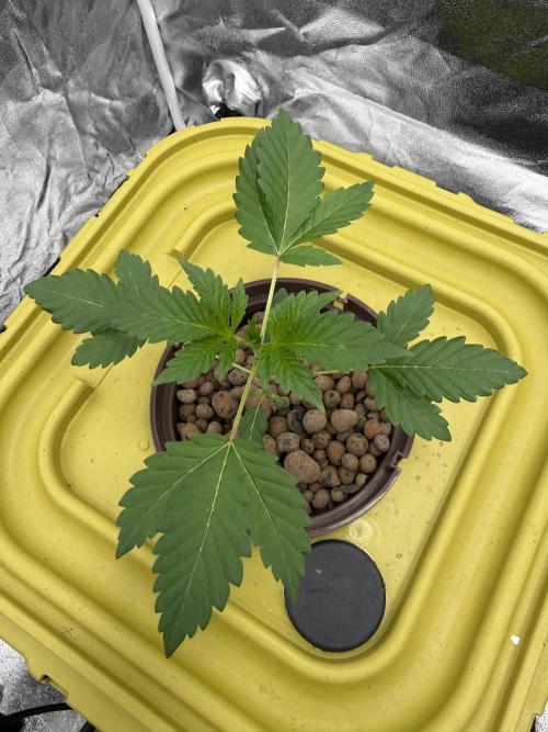 S-Class SuperBoof. Week 2