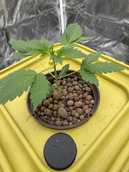 S-Class SuperBoof. Week 2