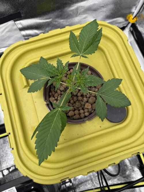 S-Class SuperBoof. Week 2
