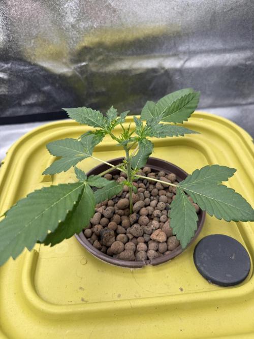 S-Class SuperBoof. Week 2