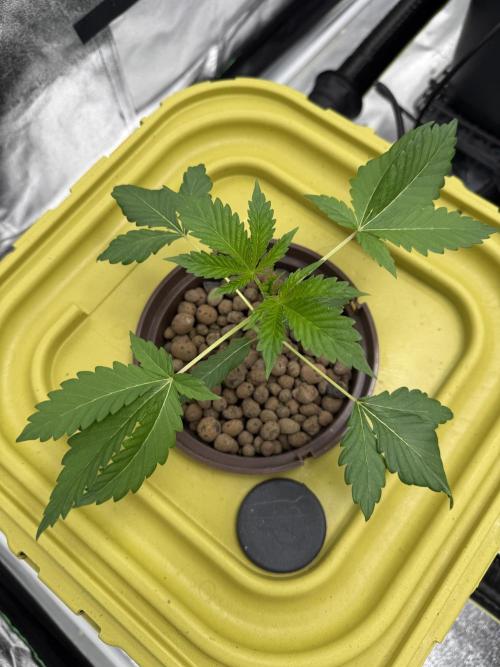 S-Class SuperBoof. Week 2