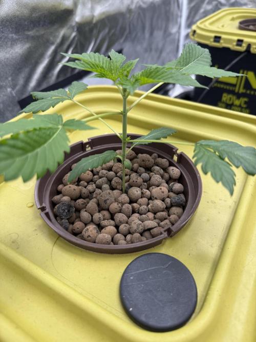 S-Class SuperBoof. Week 2