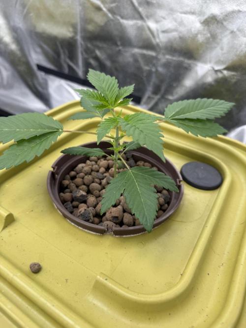Super Boof. Week 2