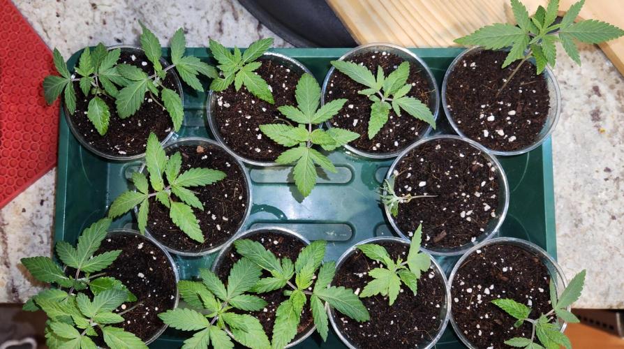 Chinook Haze. Week 0