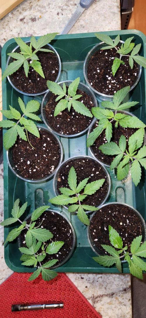 Chinook Haze. Week 0